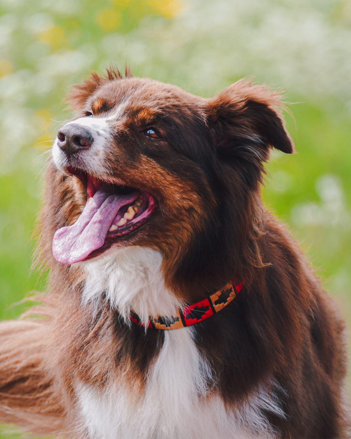 Hondenhalsband - Rojo