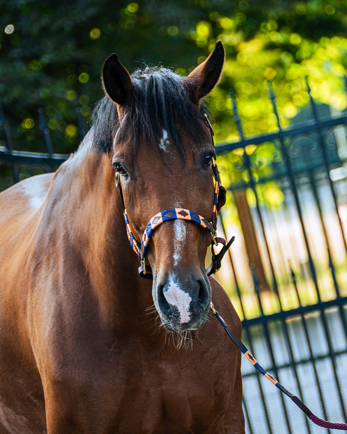 Gepersonaliseerd polo halster - Azul