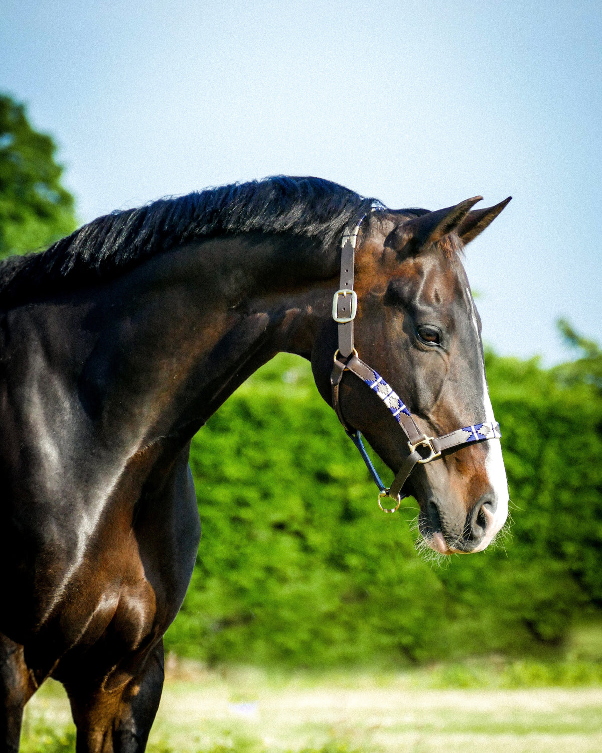 Polo halster - Marino