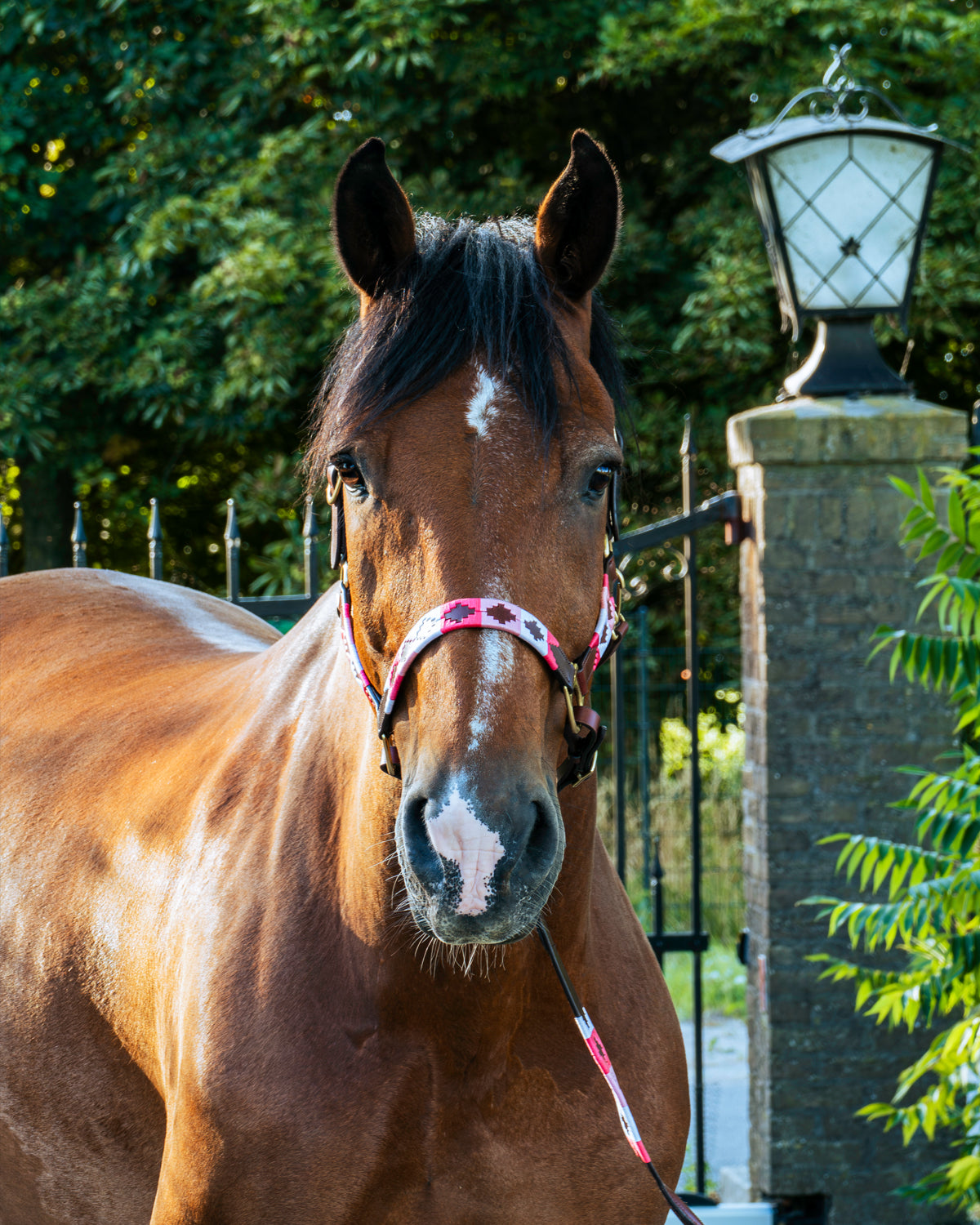Polo halster - Rosa