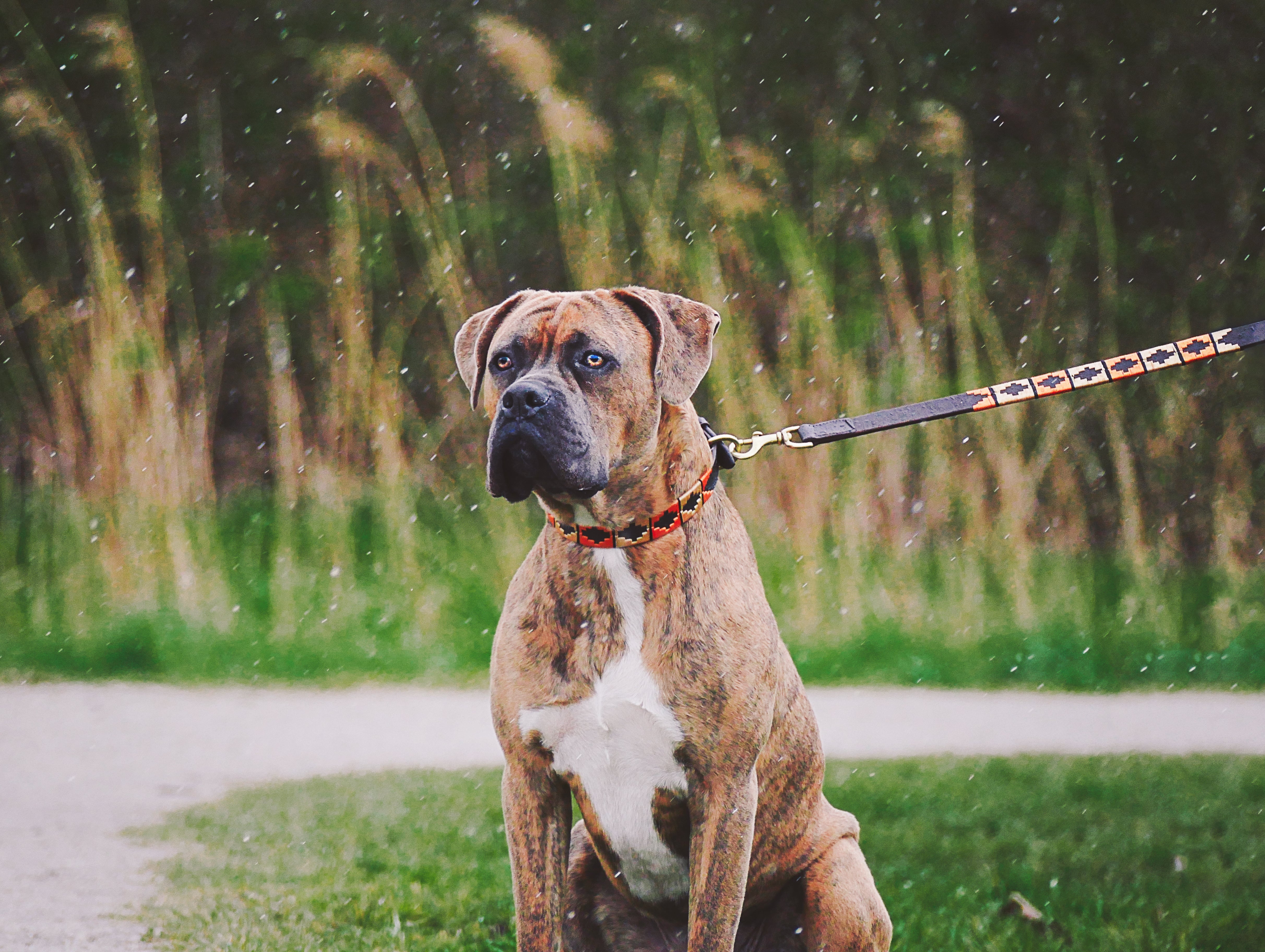 Een portraitfoto van hond met de halsband Naranja om in een park - Happy colour Equestrian Design
