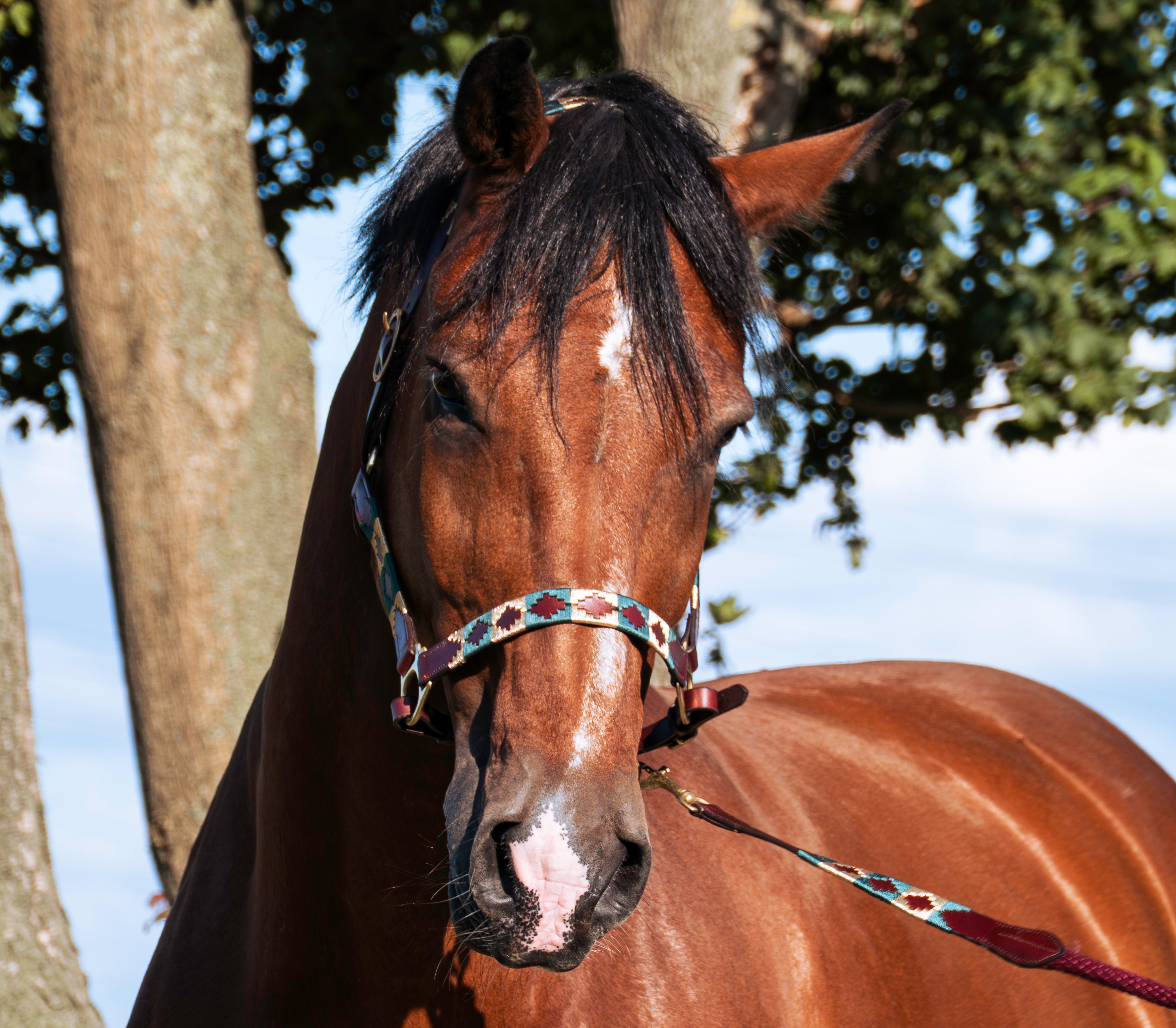 Gepersonaliseerde polo halster - Oro