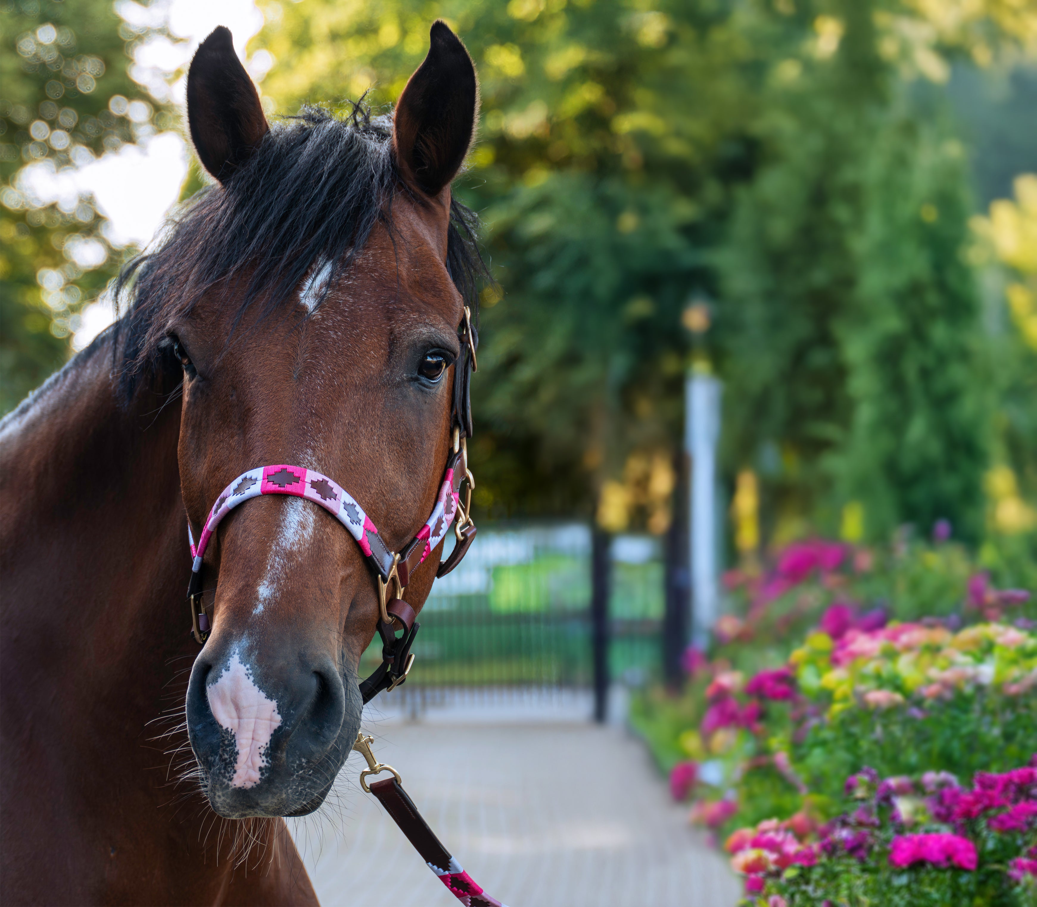 Gepersonaliseerde polo halster - Rosa
