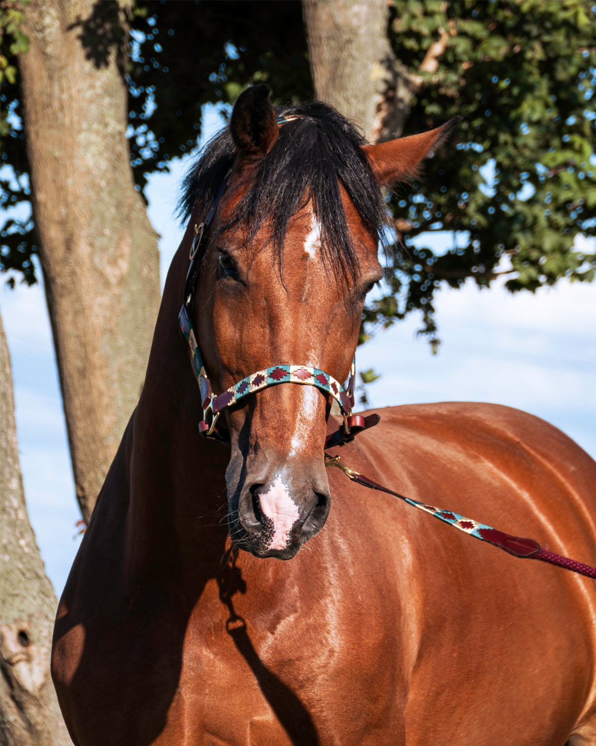 Polo halster - Oro