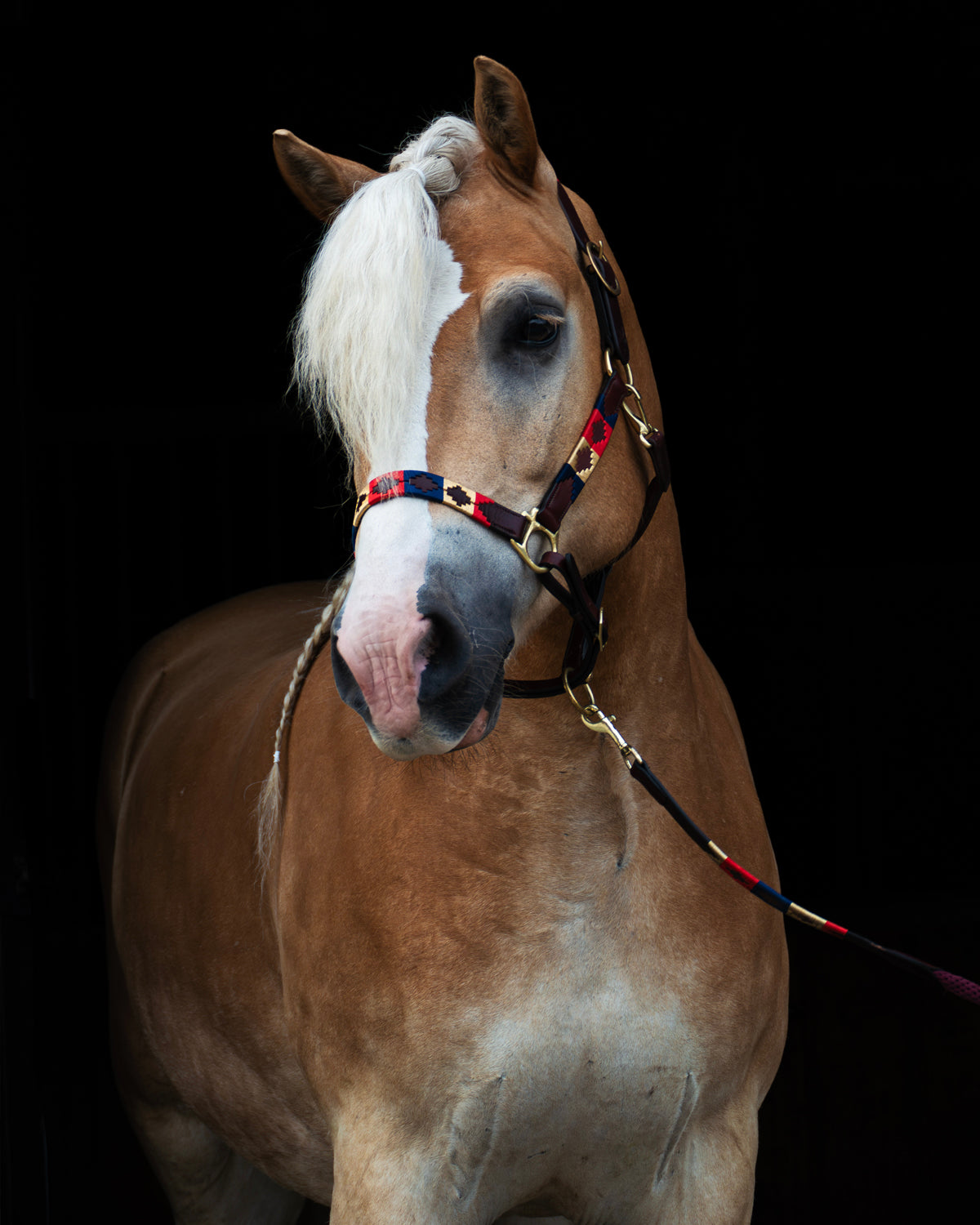 Polo halster - Royale